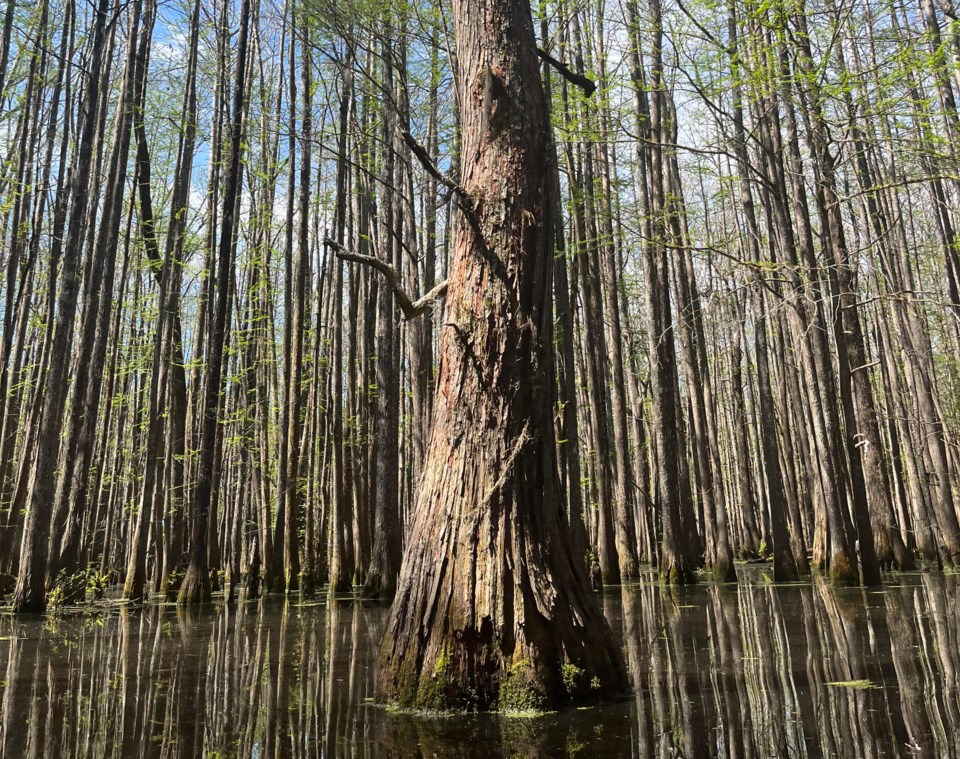 blackwater-tree