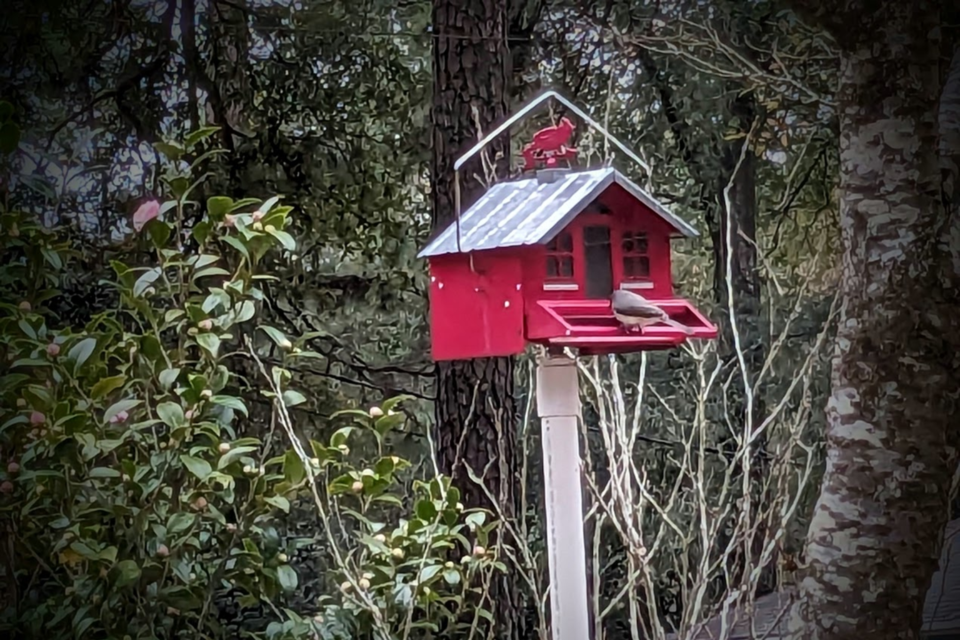 022224-birdhouse