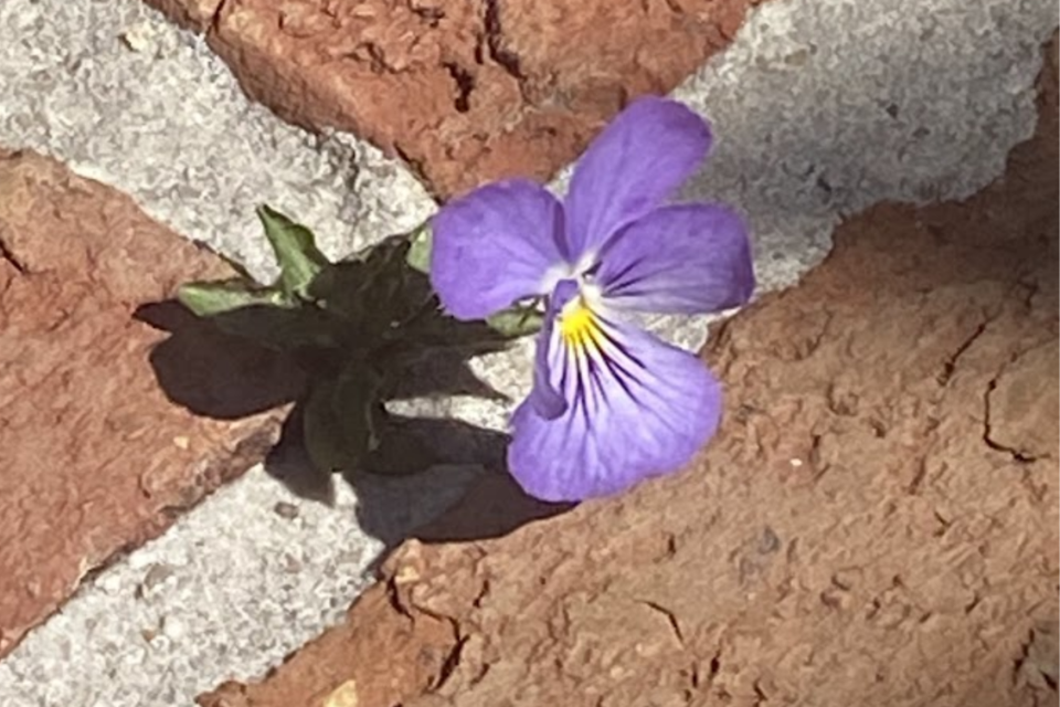 032525-jim-small-flower