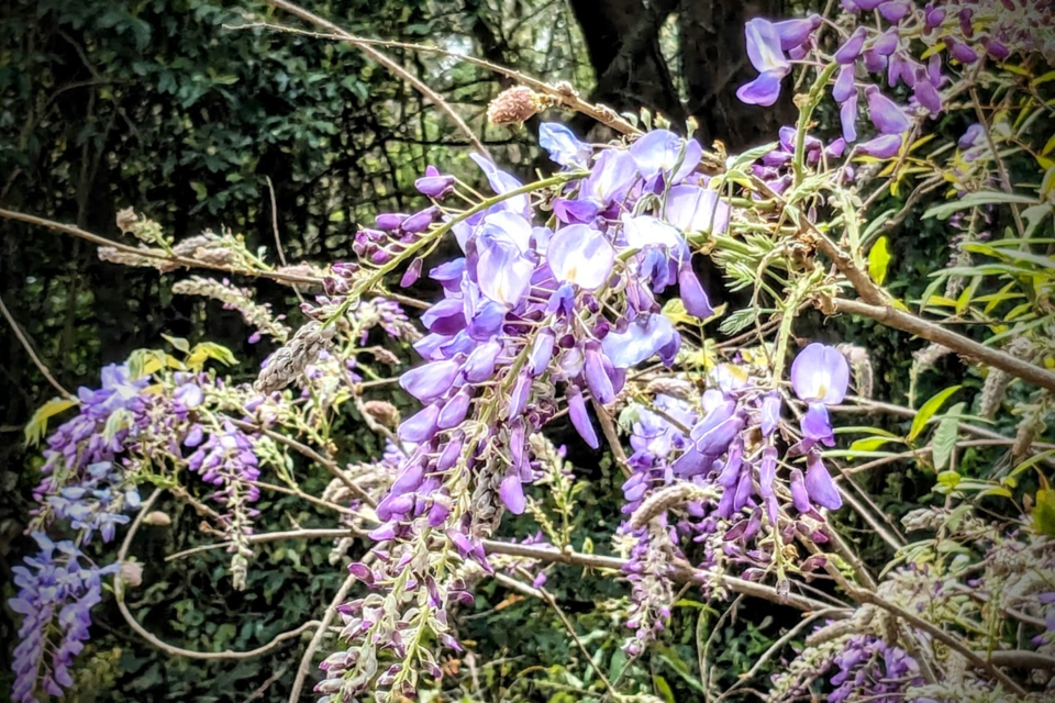 040724-gm-wisteria