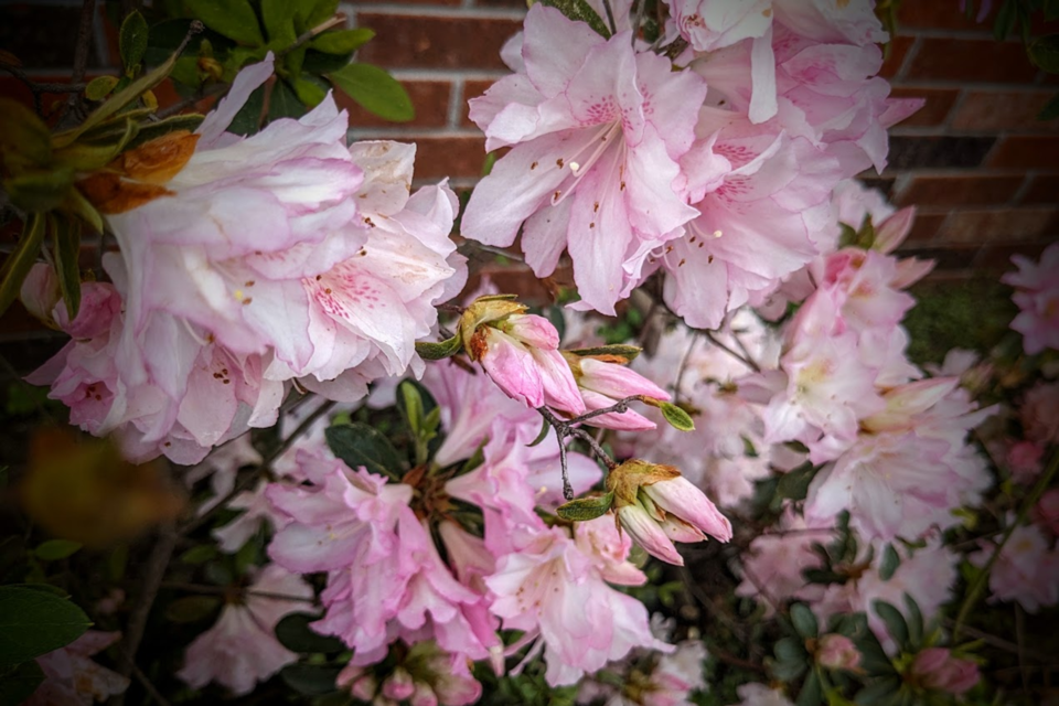 040924-boy-have-azaleas-been-beautiful-this-season