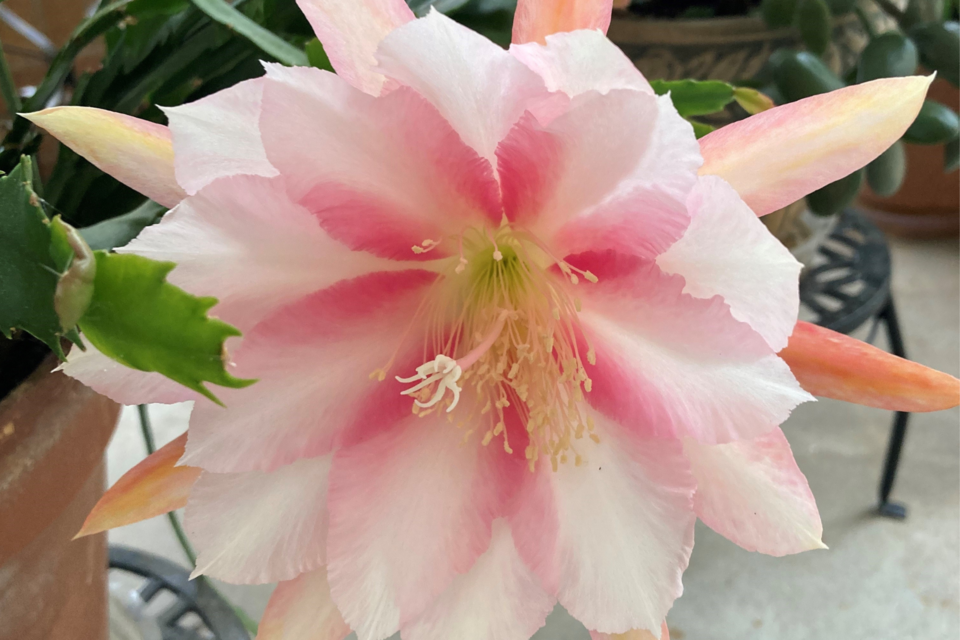 060123-cactus-flower