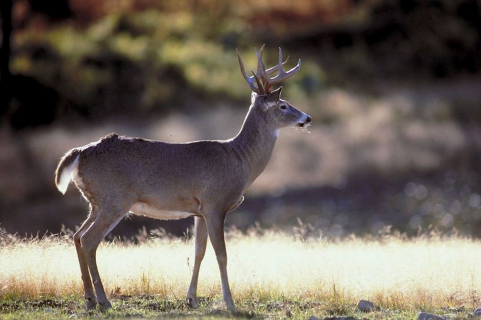 deer_buck