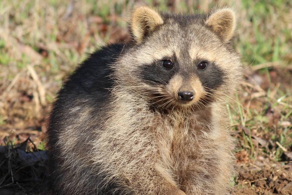 raccoon-georgia-department-of-natural-resources