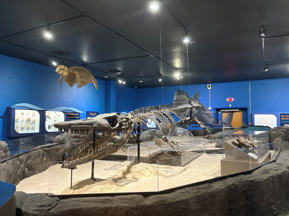 mosasaur