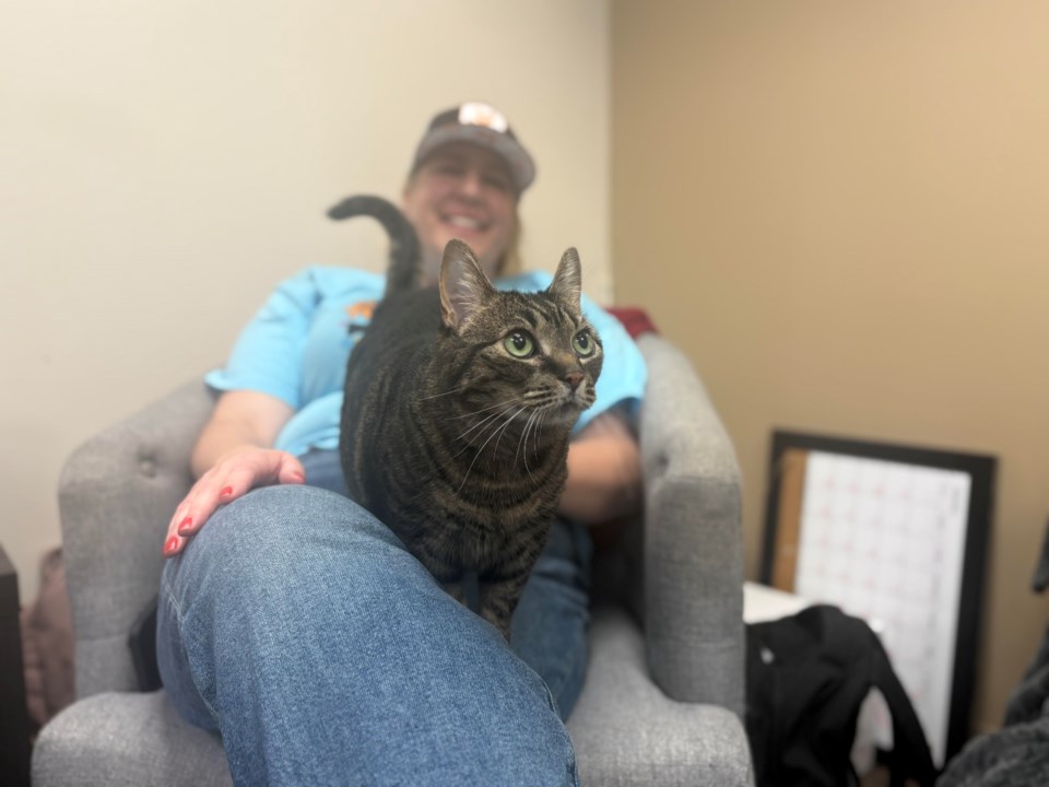 office-cat