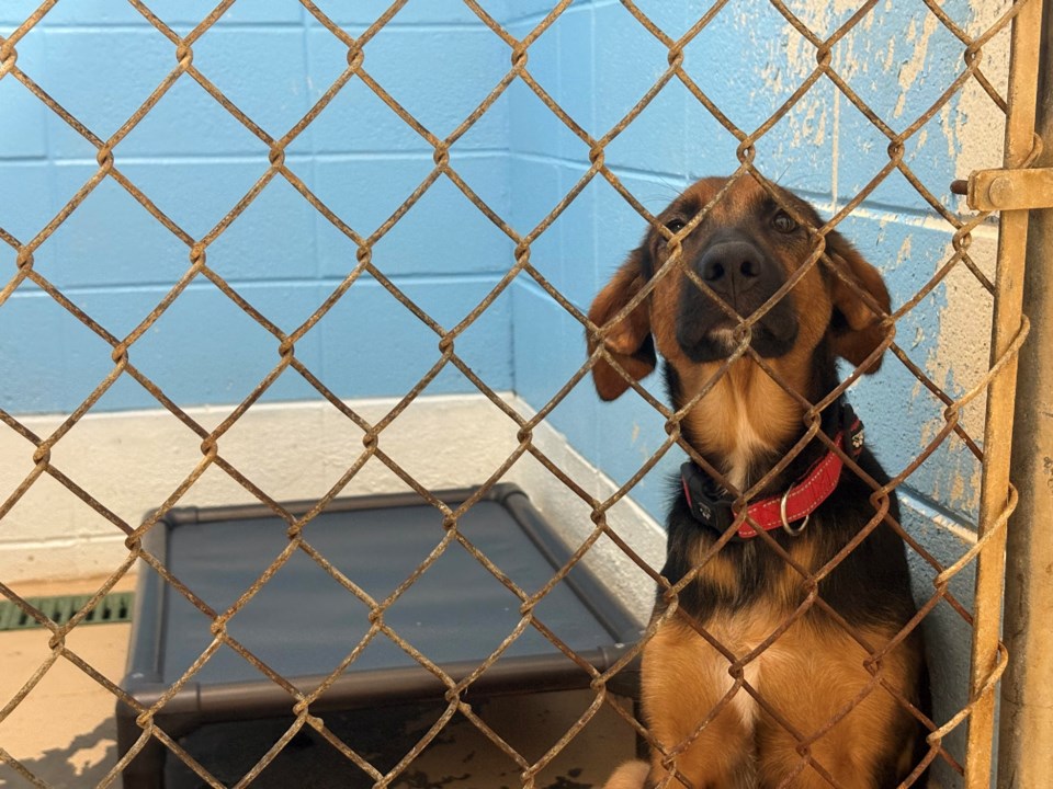 otherdogatshelter