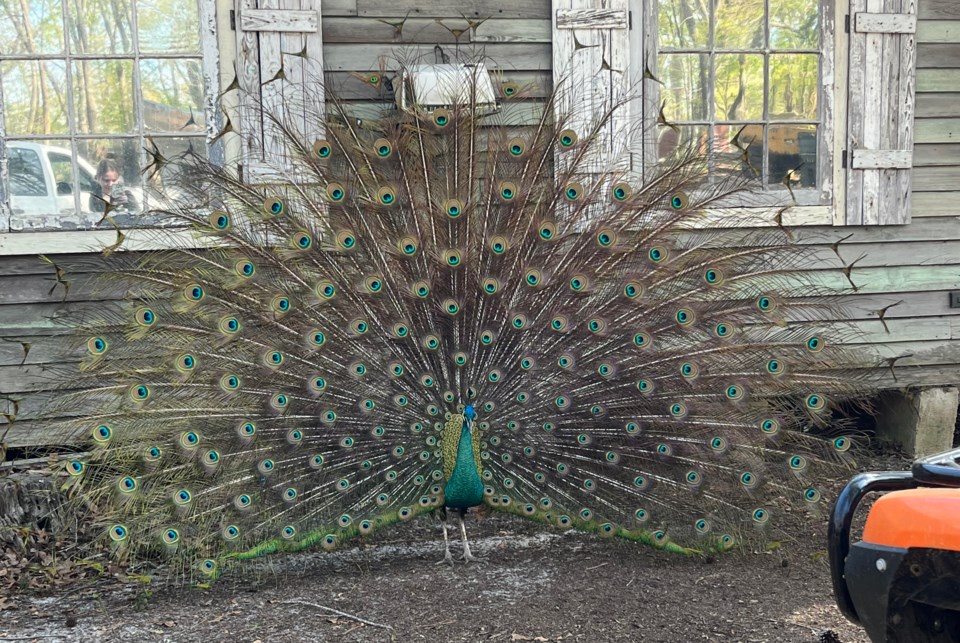 peacockgc2