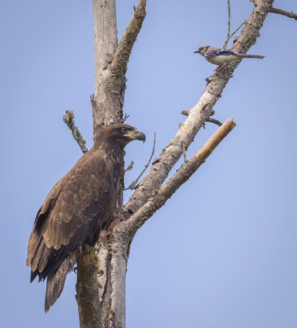 photo-recently-fledged-eaglet-harassed-by-a-blue-jay-at-charlie-elliott-wildlife-center-near-mansfield-in-may-2023-becky-cover_georgia-dnr