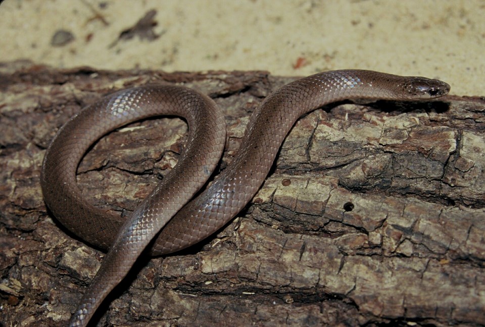 photo-smooth-earth-snake-john-jensen_georgia-dnr