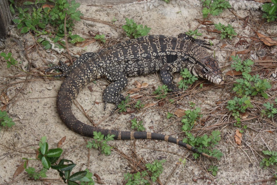 Argentine black and shop white tegu reptiles