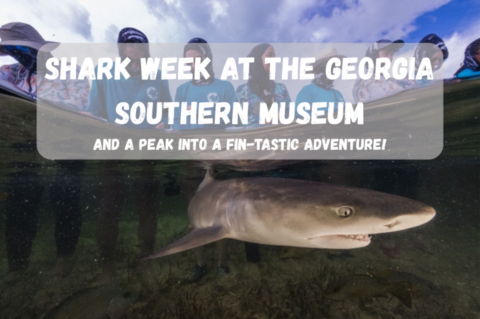 shark-week-cover