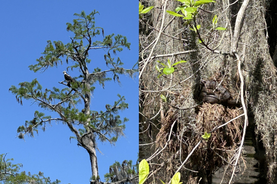 snake-and-osprey