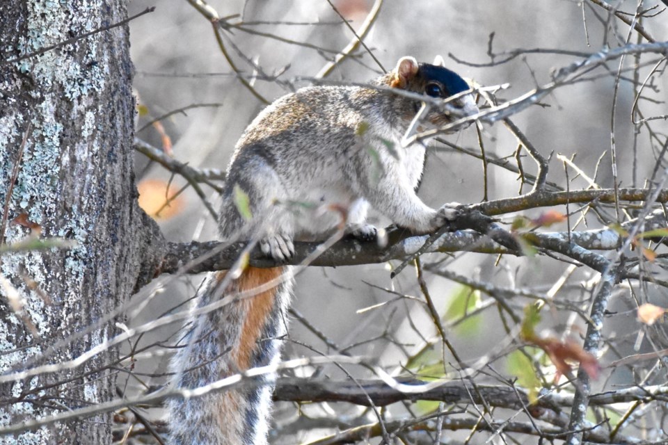 foxsquirrel_newtoncounty_photo-credit-marciaspears1