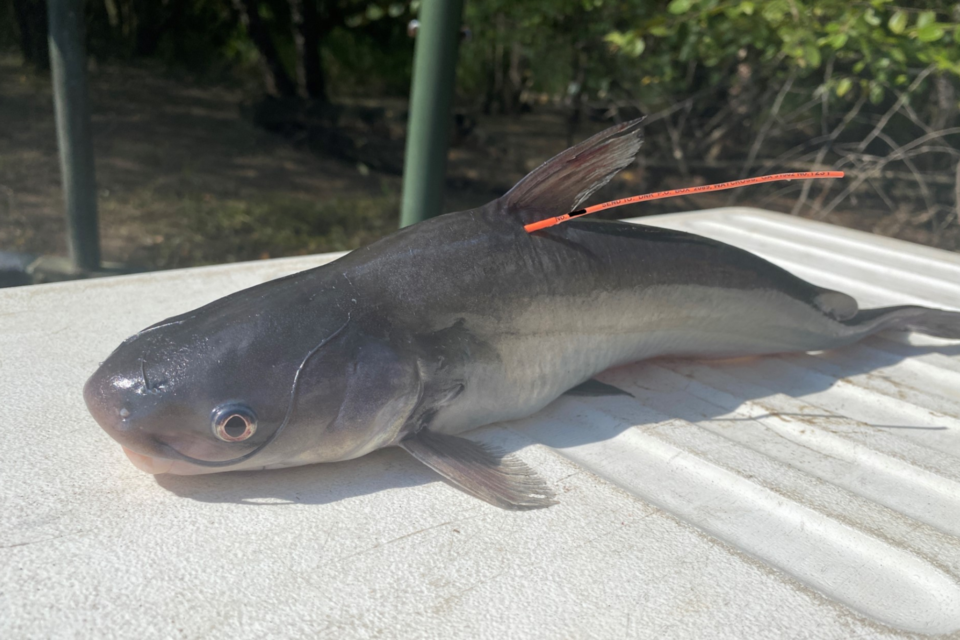 Satilla Tagging Study