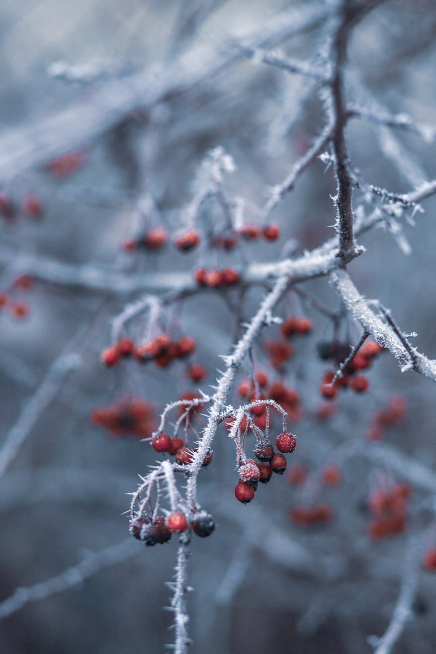 selective focus photography of red cherries on tree branch