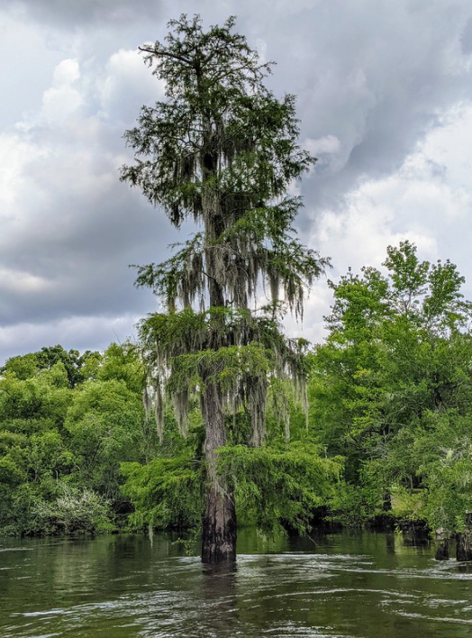 Tree, Near Morgans Bridge, James Maddox