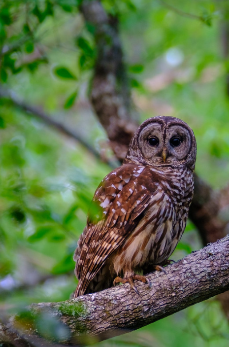 Winner: Barred Owl, William Harrell