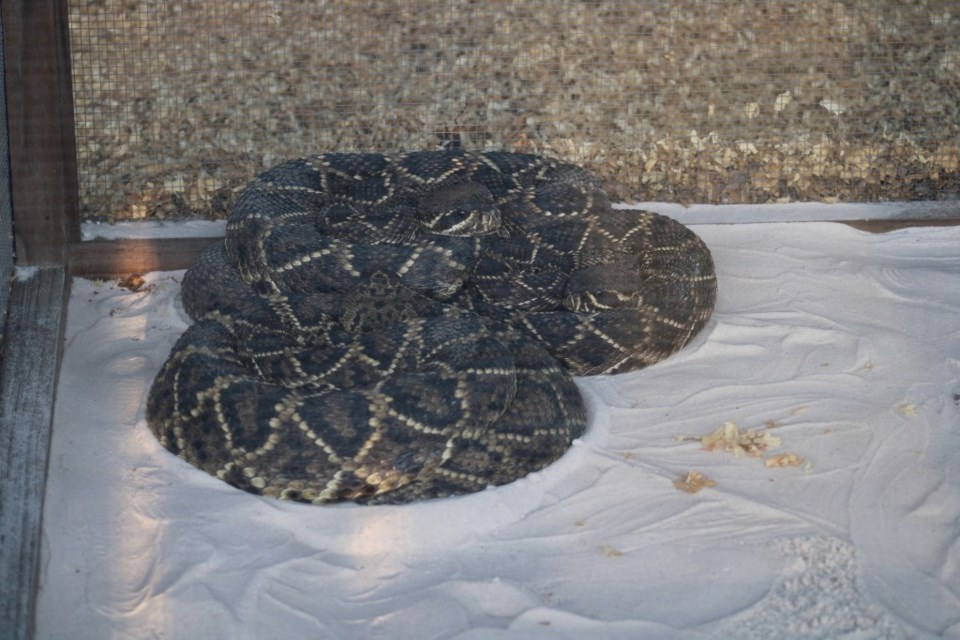 Rattlesnake festival