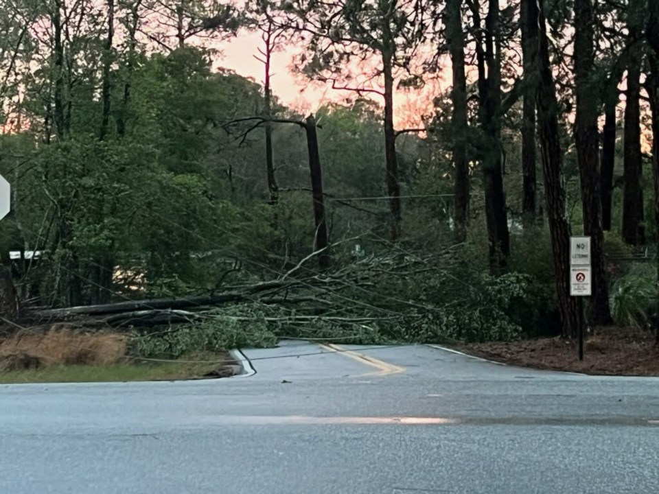 Trees Down