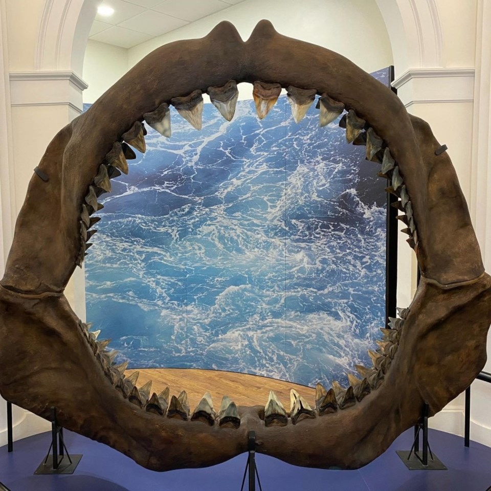Reconstructed Megalodon jaws at the museum in front of an ocean backdrop