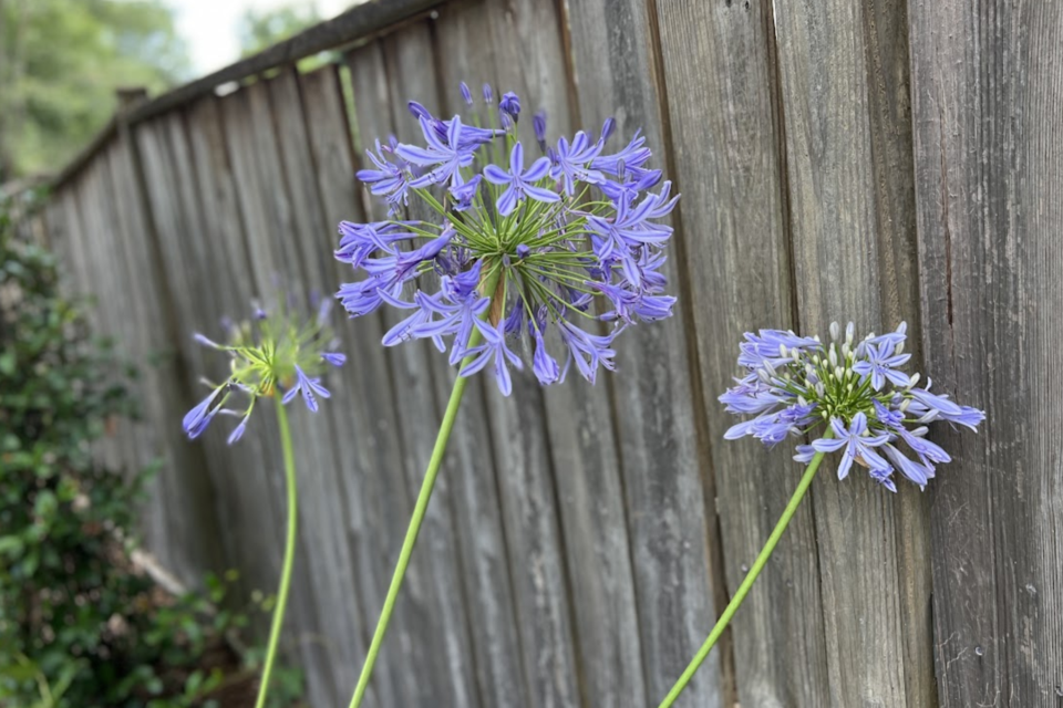 African Lily