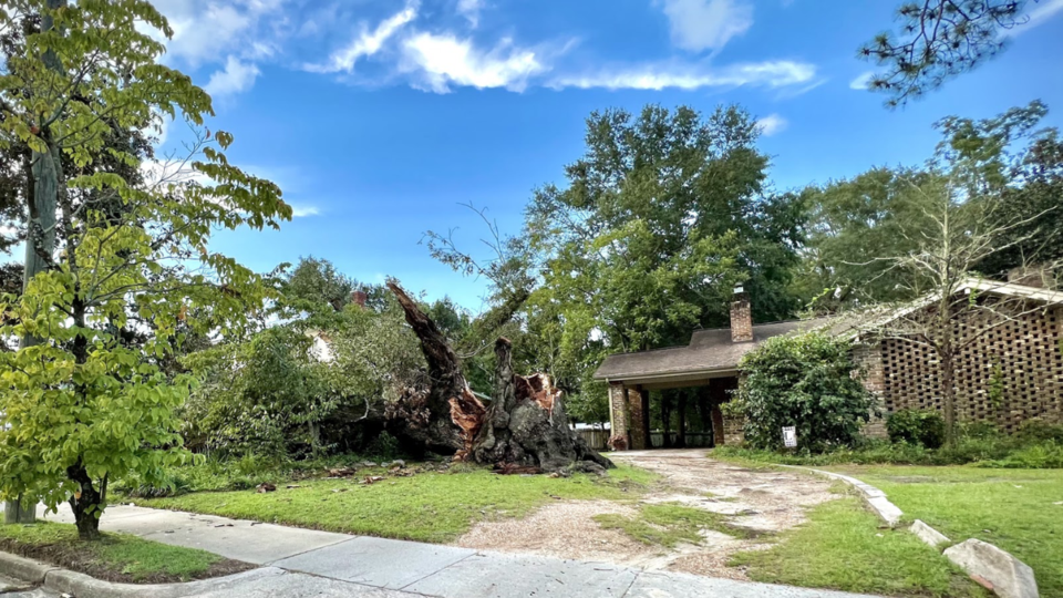 Savannah-Tree