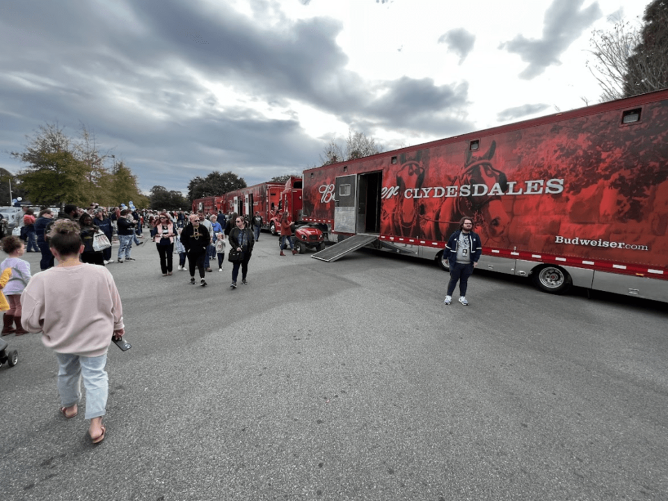 Budweiser Clydesdales