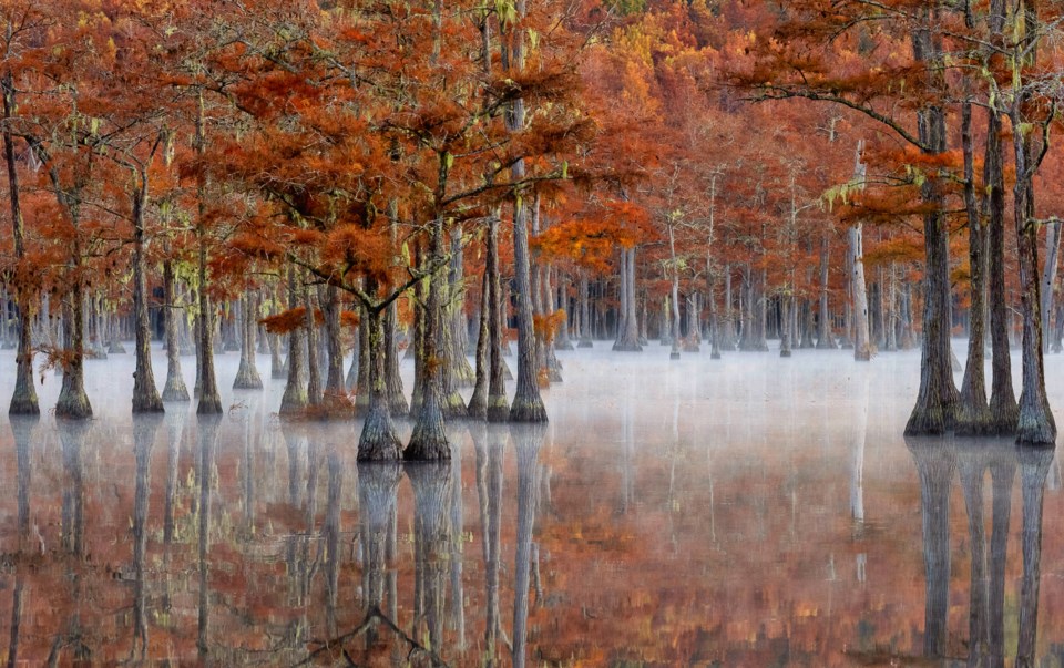 Fall,intheConiferousSwampVivianLynchLandscape