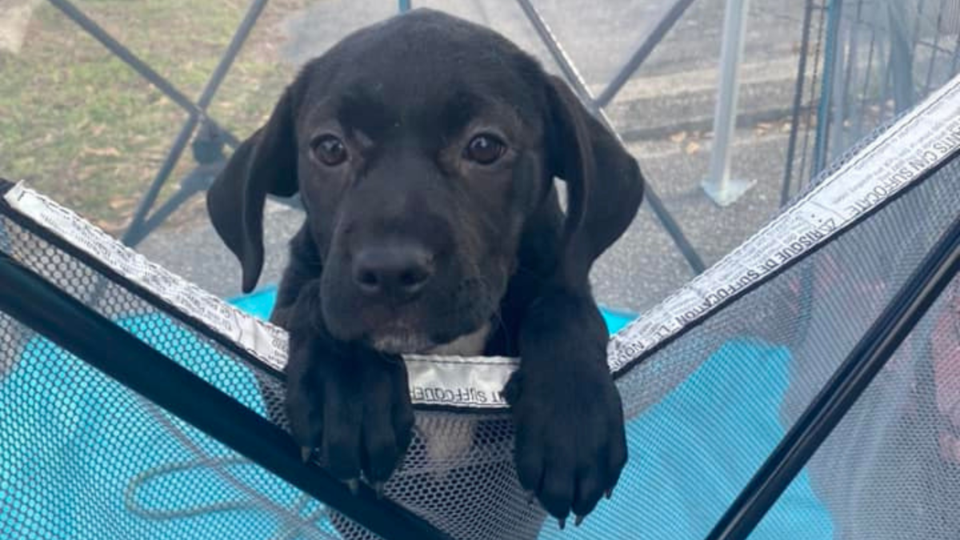 FTBPuppy2022