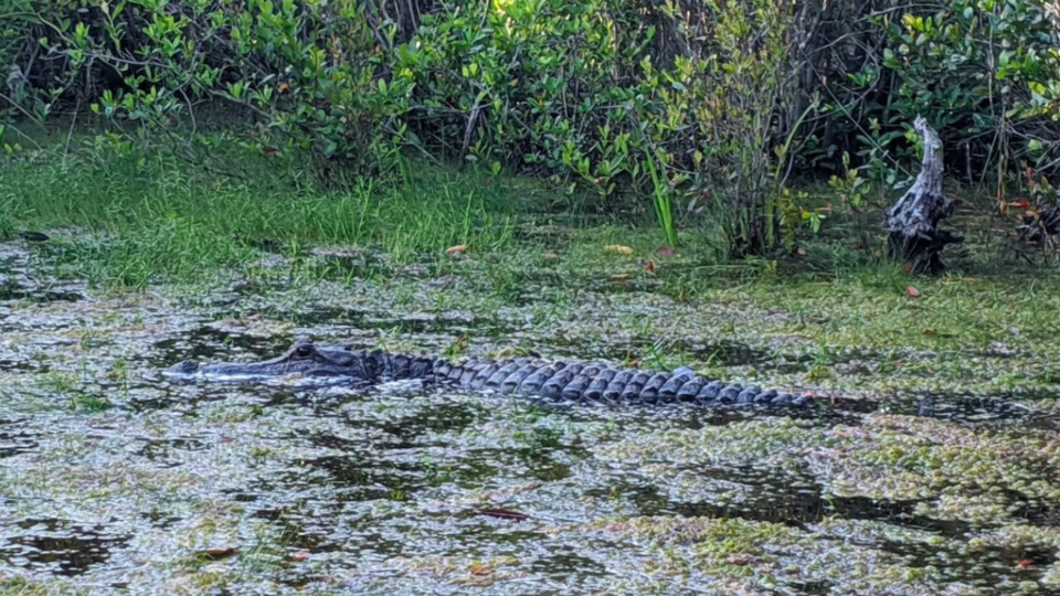 OkefenokeeSwampAlligator