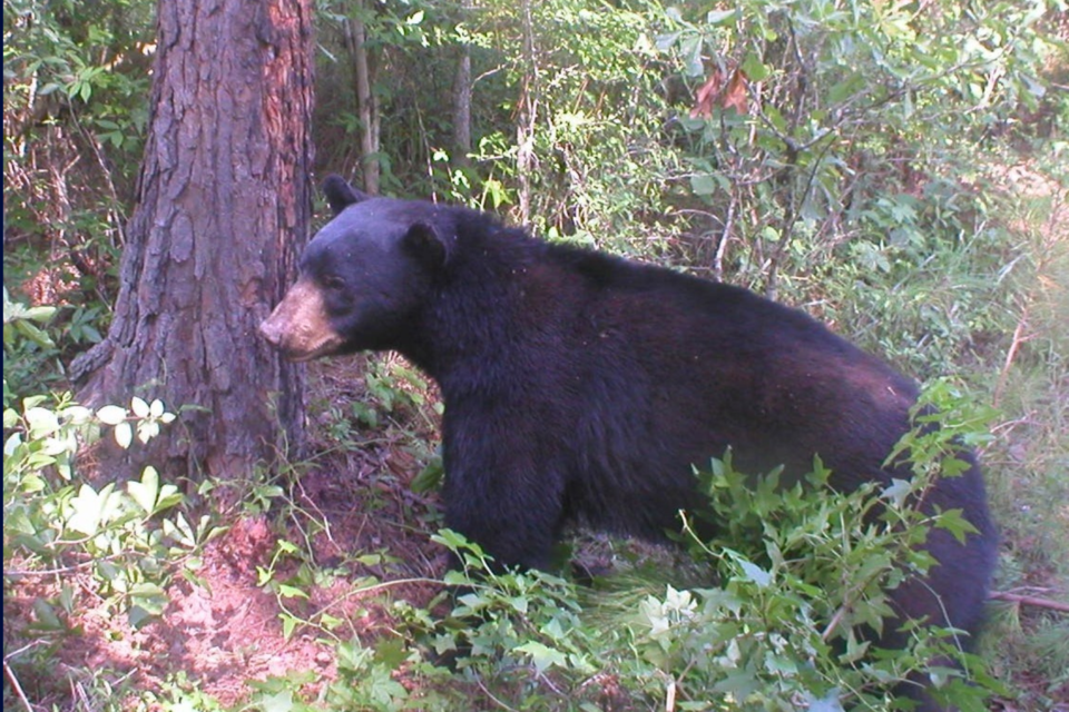_bear-photo