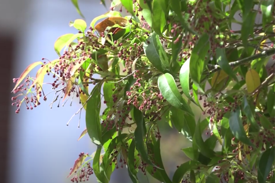 allergy-stock-photo
