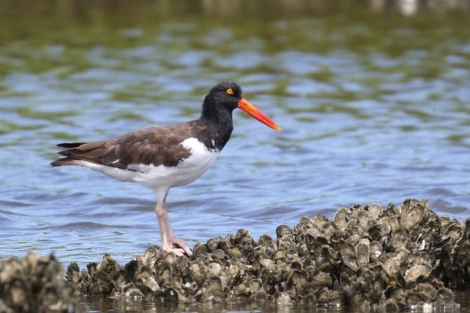 american-oystercatcher