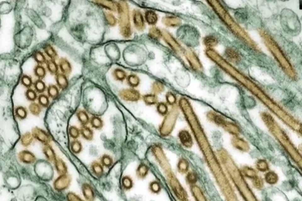 bird-flu-outbreak