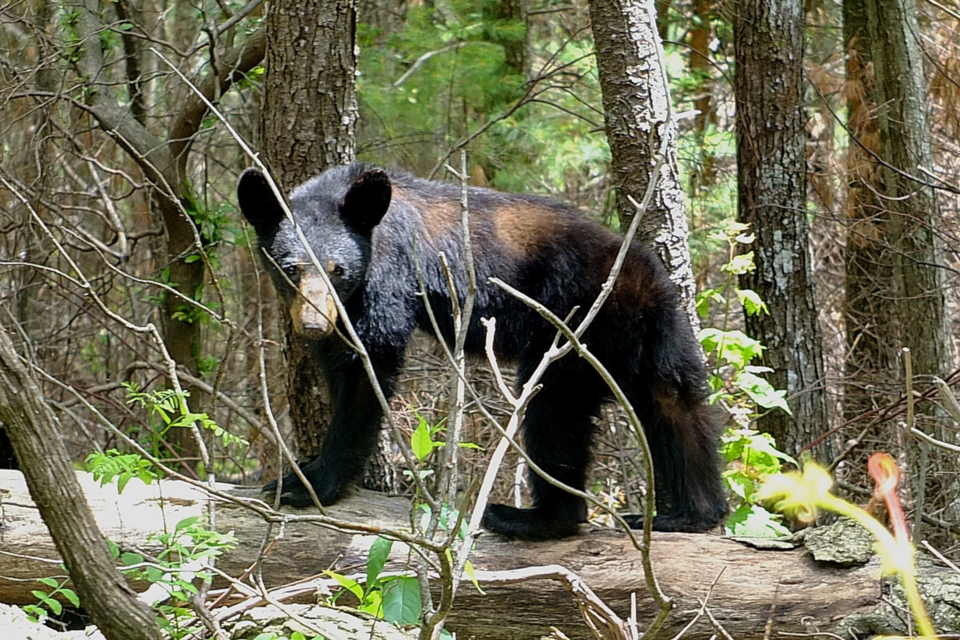 black-bear