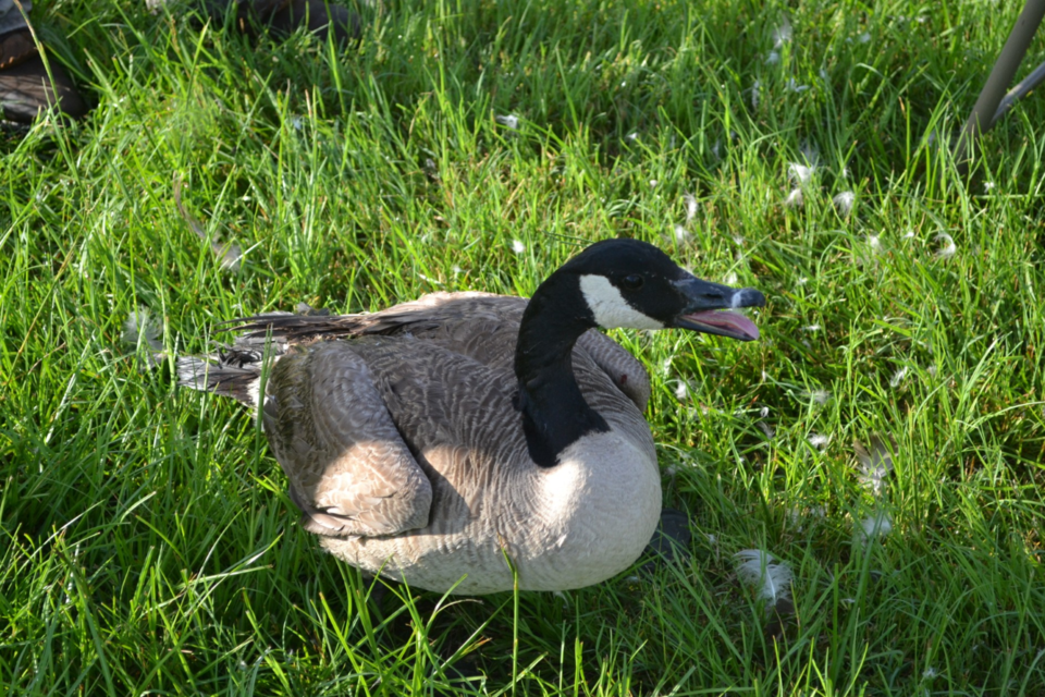 canadian-goose