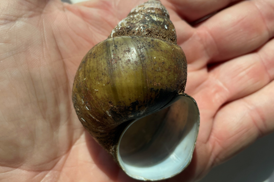 georgia-dnr-snail
