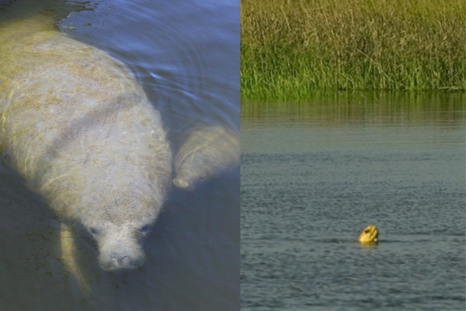 manatee-and-sea-turtle