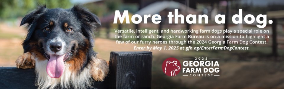 more-than-a-dog-banner