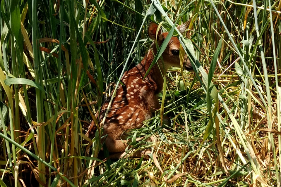 newborn-fawn