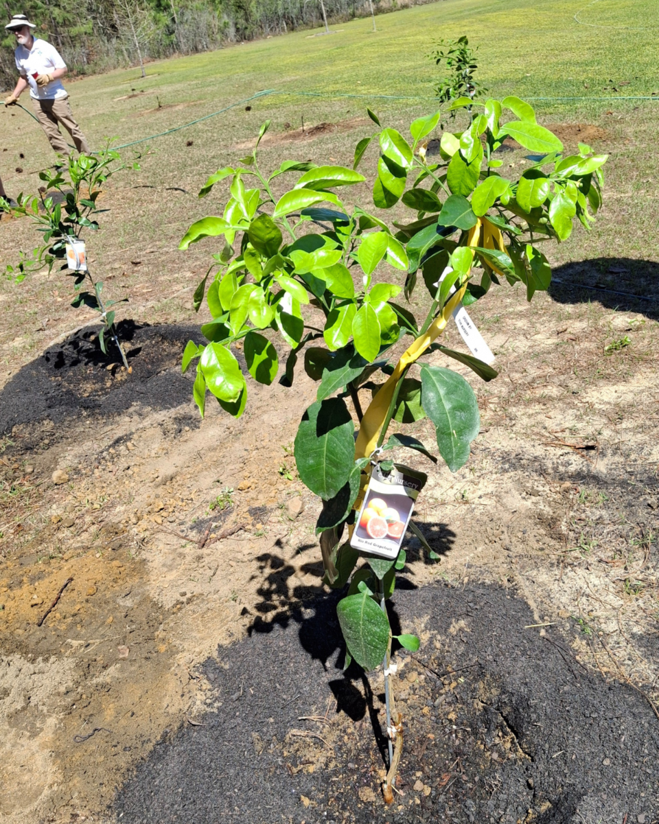 thumbnail_foodforest3