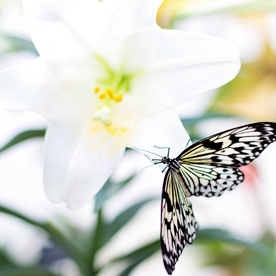 spring-butterfly