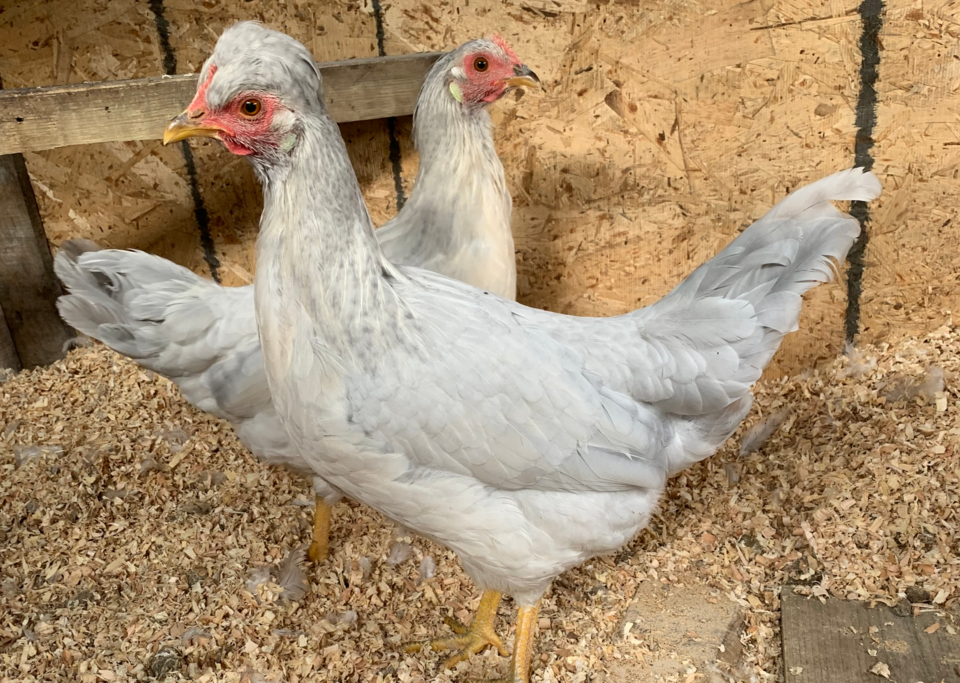 01052023-backyard-chickens-bl-1(1)