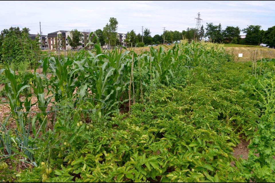Corn, tomatoes, potatoes and garlic are just a few of the crops growing in the community garden at Priory Park Baptist Church. Troy Bridgeman/GuelphToday file photo