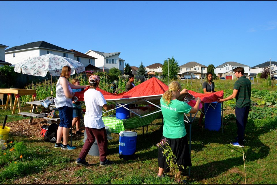 Members of the Shoots n’ Roots Youth Co-operative set up a tent Saturday morning before the farm tour. Troy Bridgeman for GuelphToday.com