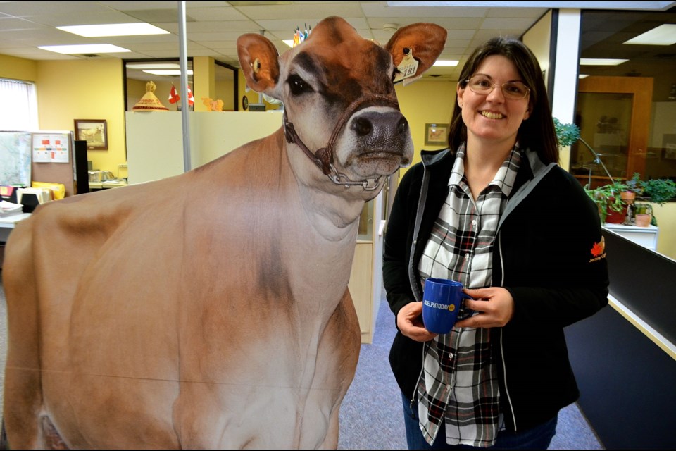 Kathryn Roxburgh with a Jersey cow cutout at the Jersey Canada office on Woodlawn Road.  Troy Bridgeman for GuelphToday.com
