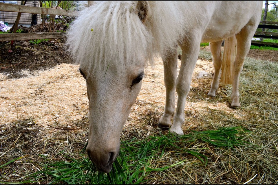 Therapy horse Odin enjoys some fresh green grass at his home on Memorial Crescent.  Troy Bridgeman for GuelphToday.com