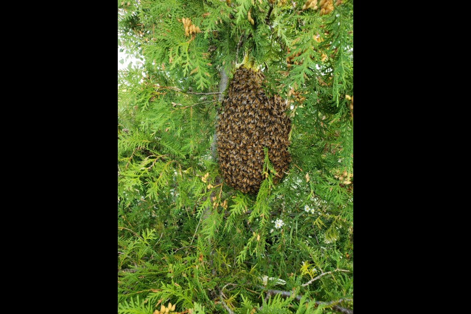 A swarm of honeybees collect around the queen in a tree. Supplied photo