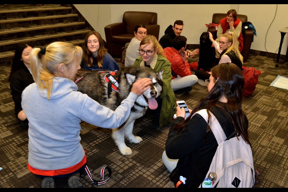 U of G students visit with therapy dogs Mac and Lupo from Therapeutic Paws of Canada during a Take A Paws session at Mountain Hall.  Troy Bridgeman for GuelphToday.com